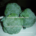 Green broccoli from China